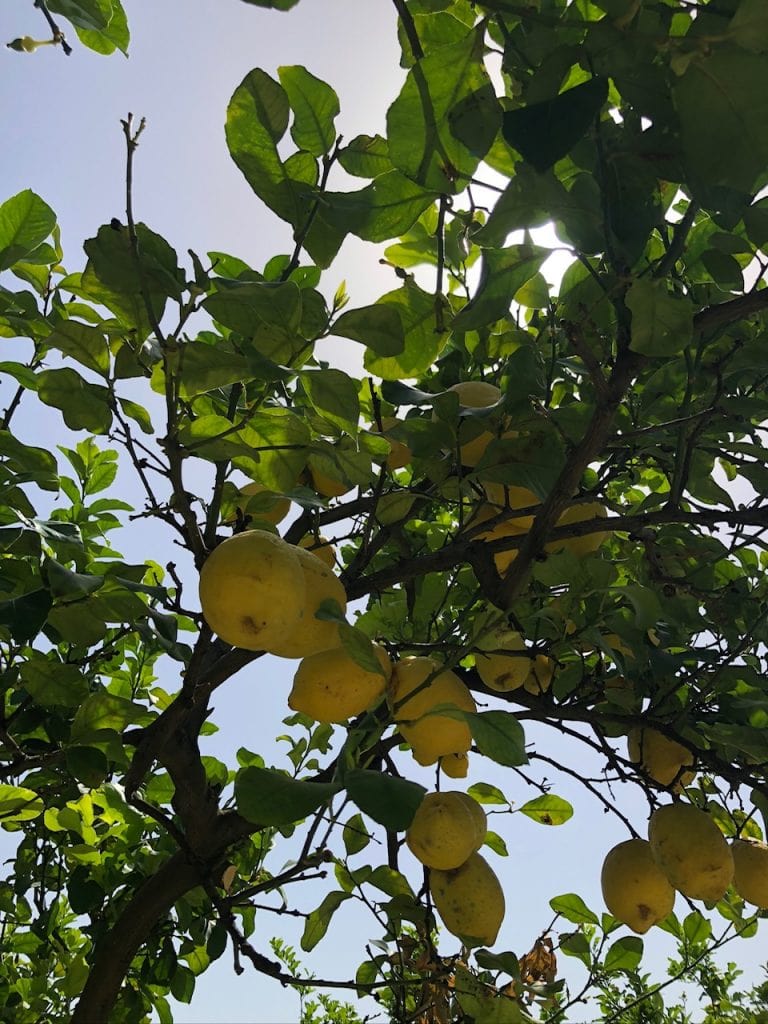 Lemon tree at Villa Irlanda, Gaeta