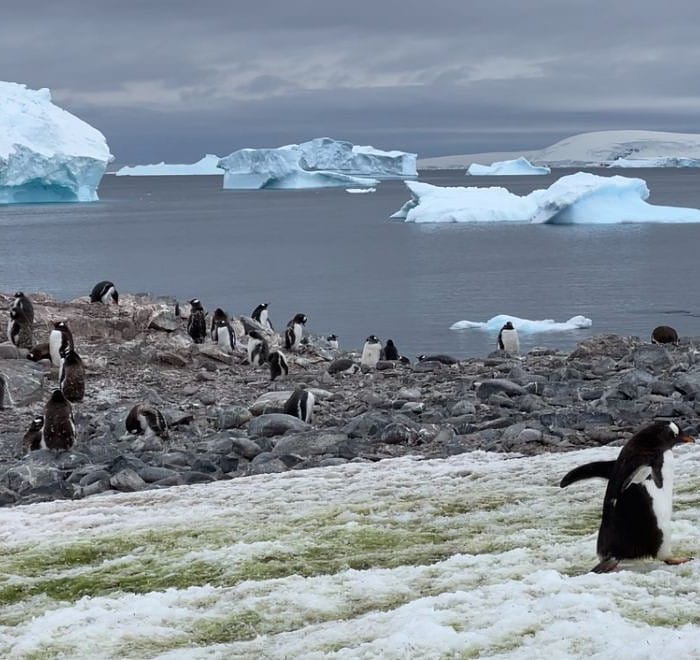Postcard from Antarctica: If only Penguins could talk