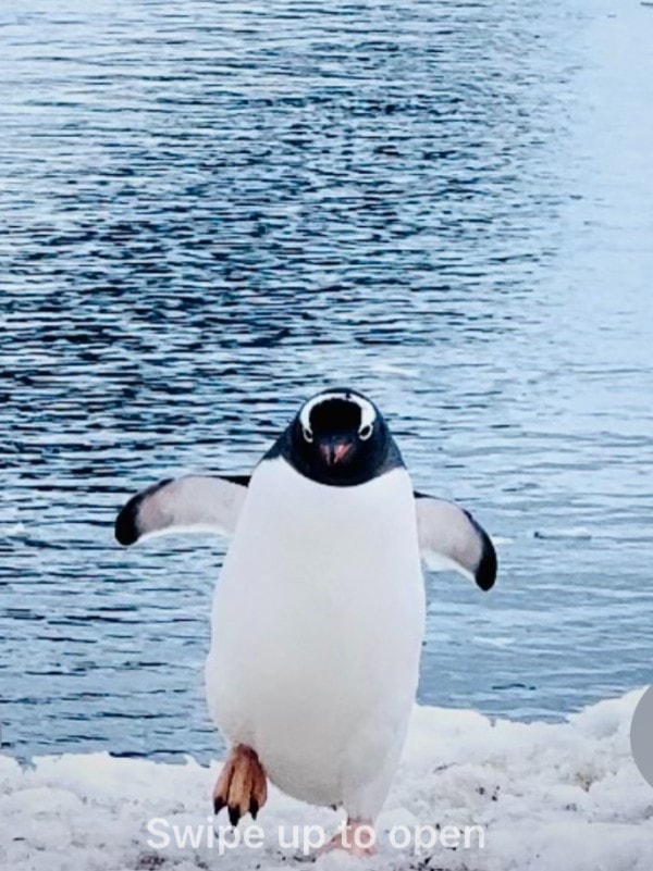 Live from Antarctica: Penguin Cuteness